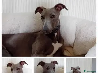 Whippet dogs Beautiful KC registered whippets - due soon - Advert 8