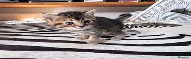 Kitten 3