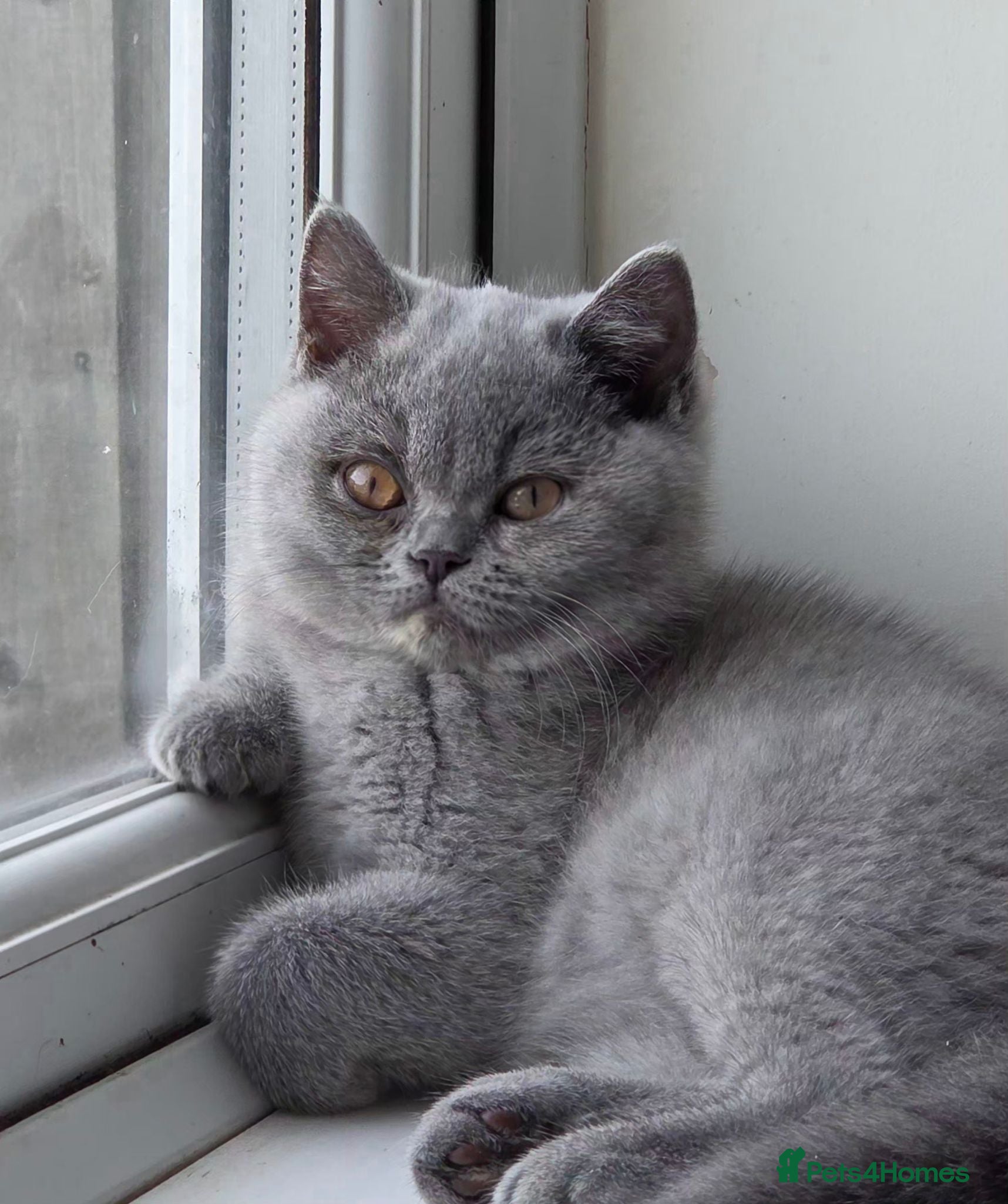 British Shorthair cats Gccf registered British shorthair kittens ready  - Advert 2