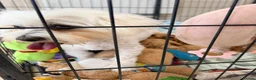 Maltipoo dogs for sale: Beautiful F1 Health Tested Maltipoo babies 💙🐾💖 - Advert 37