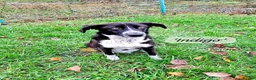 Mixed Breed dogs for adoption: Indigo, 1 yr approx. RESERVED SUBJECT TO CHECKS. - Advert 1