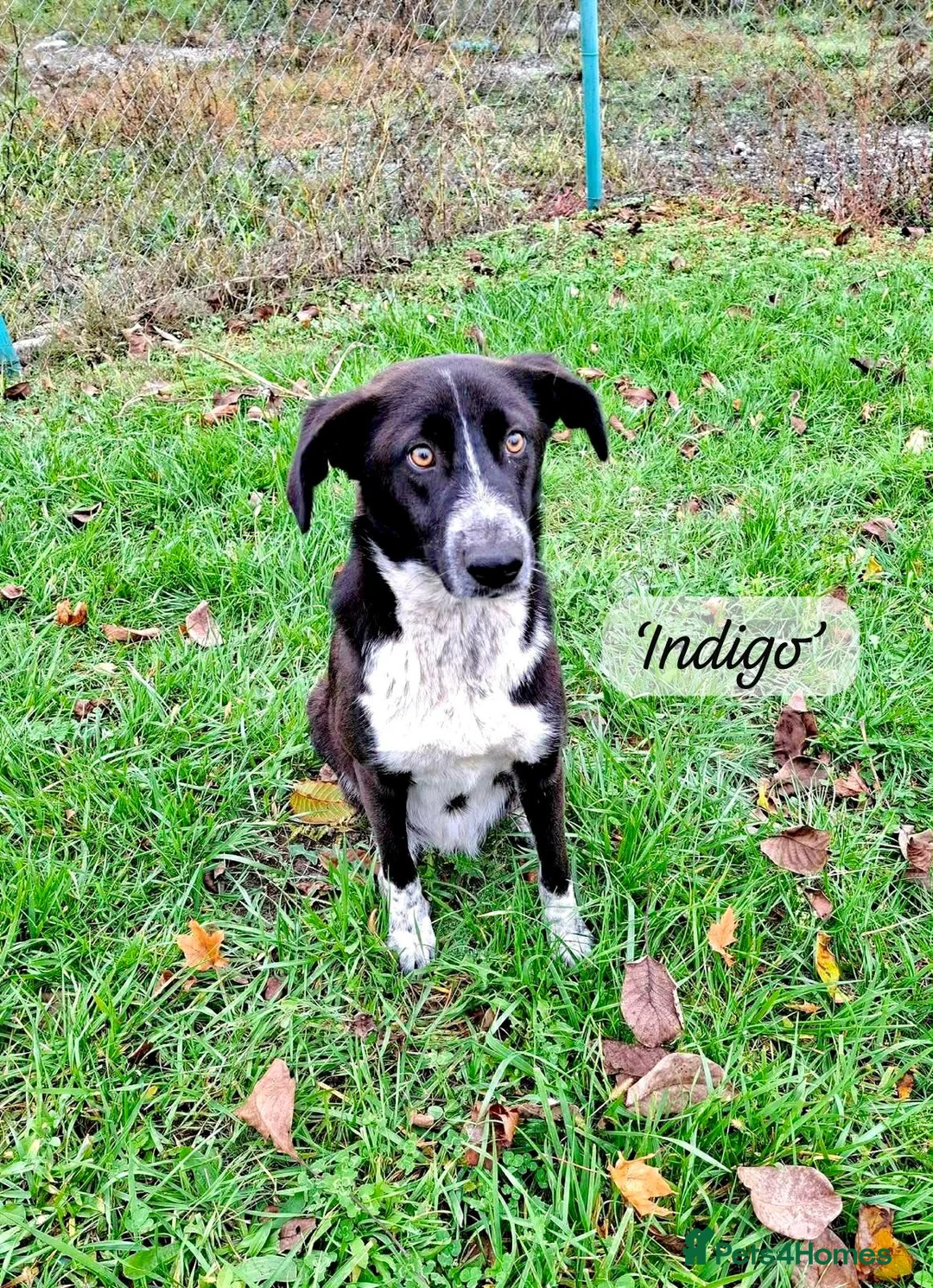 Mixed Breed dogs for adoption: Indigo, 1 yr approx. RESERVED SUBJECT TO CHECKS. - Advert 1