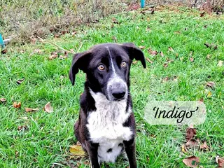 Mixed Breed dogs Indigo, 1 yr approx. Available for adoption. - Advert 3