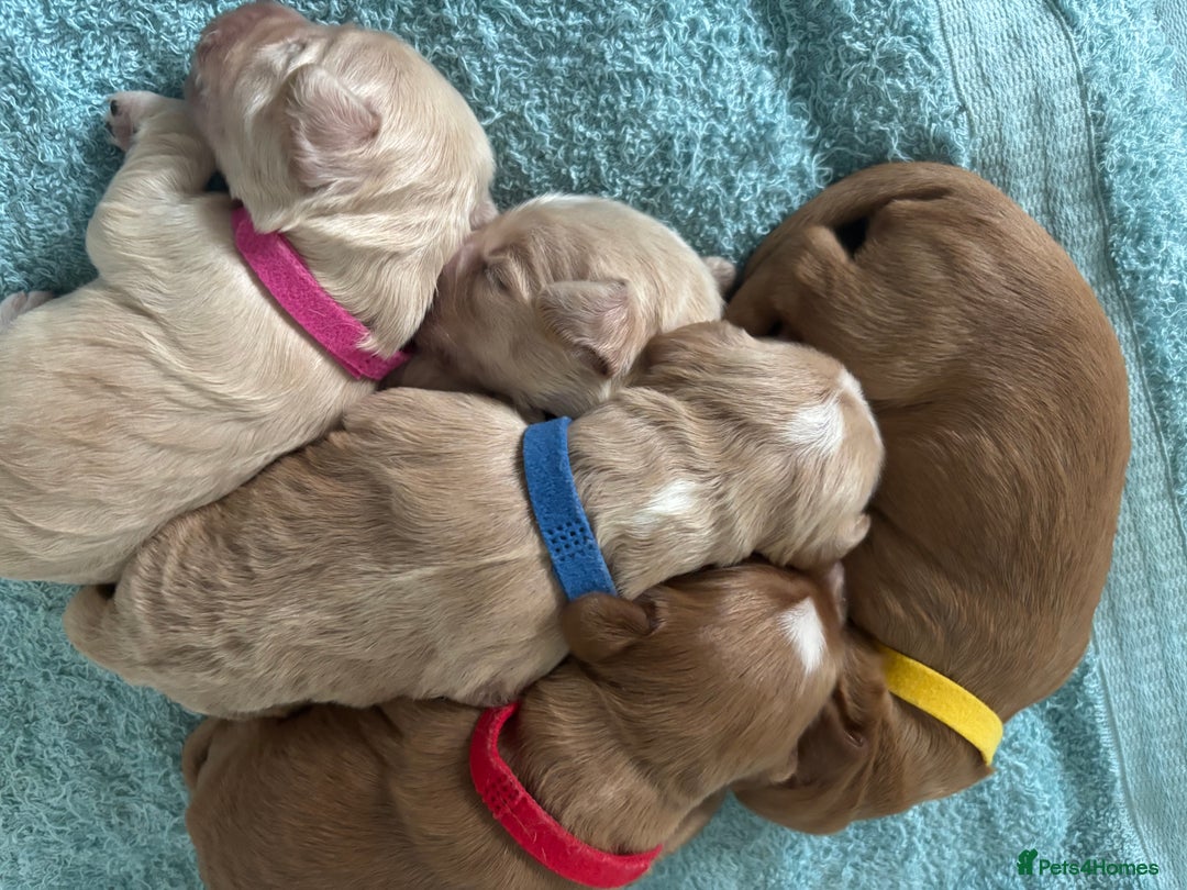 Cocker Spaniel dogs for sale: Cocker Spaniel Puppies - Advert 1