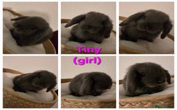 Mini Lop rabbits for sale: Beautiful mini lops x 9 - Image 8