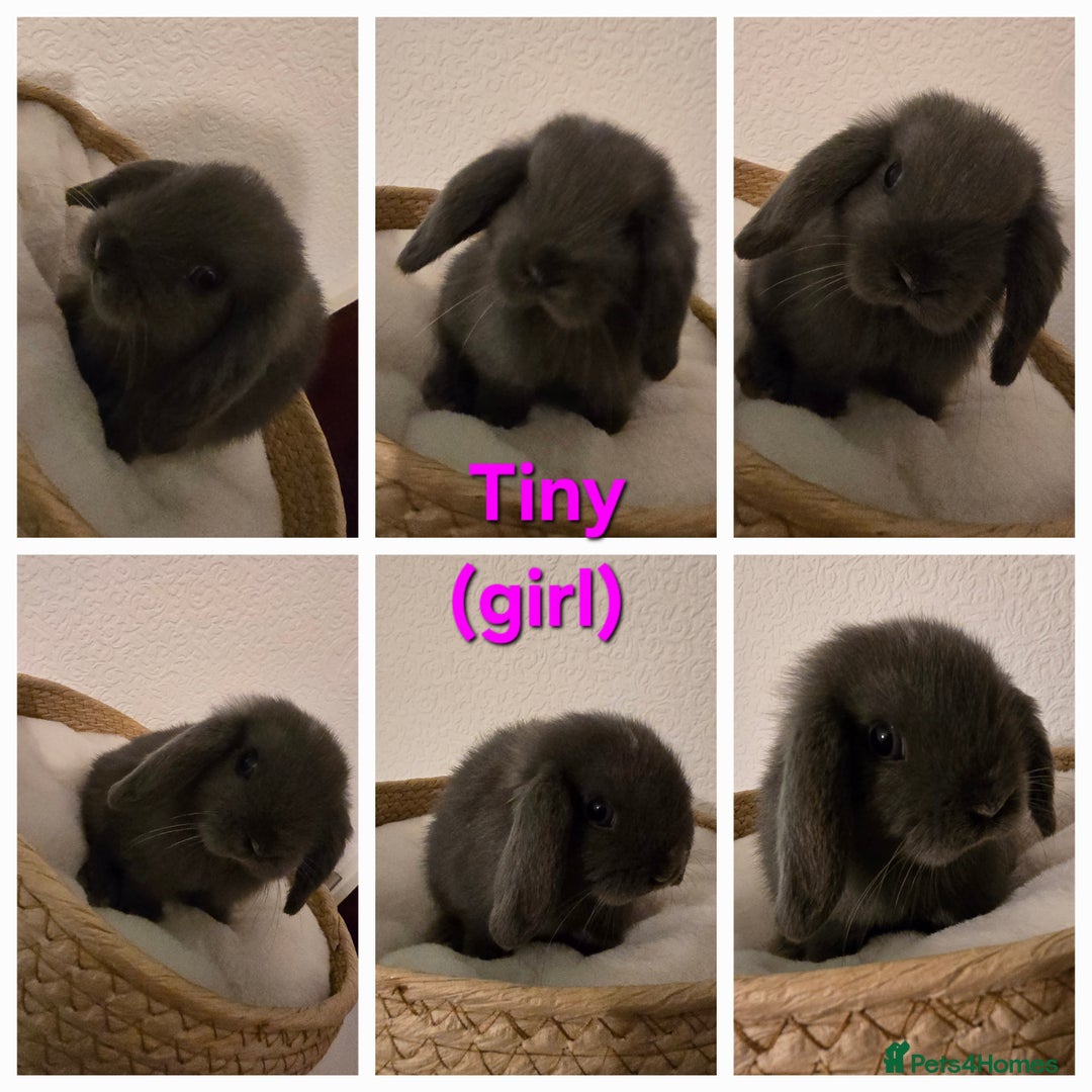 Mini Lop rabbits for sale: Beautiful mini lops x 9 - Image 8