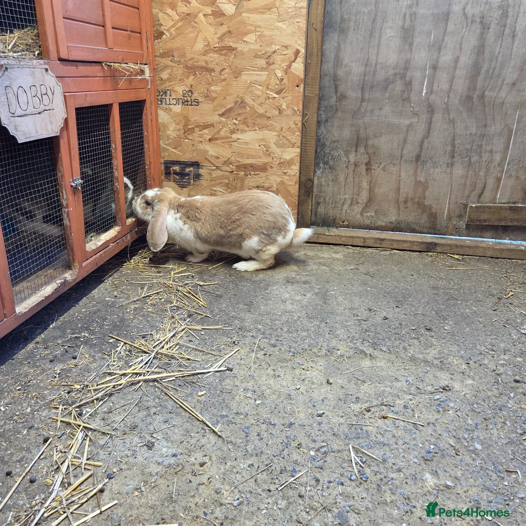 French Lop rabbits for sale: Giant french lop doe - Advert 9