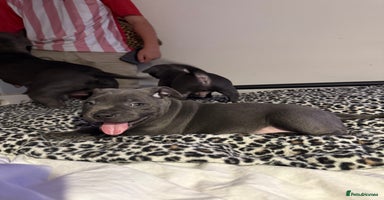 Staffordshire Bull Terrier dogs - Advert 5