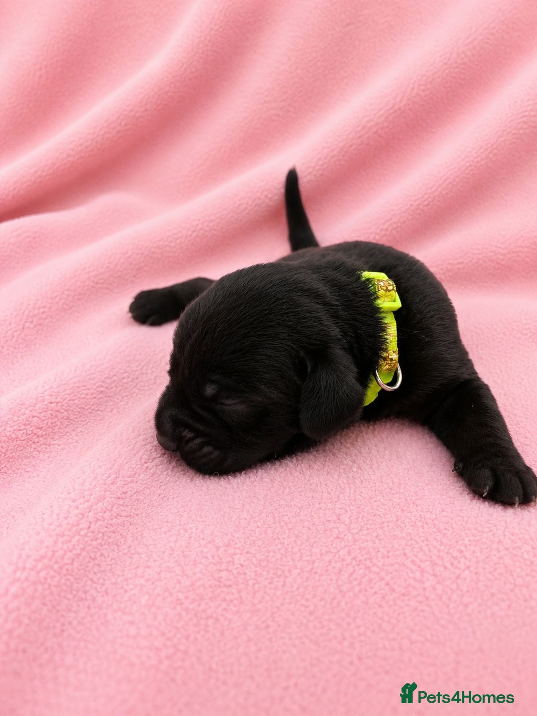 Labrador Retriever dogs Black Labrador retriever puppies  - Advert 1