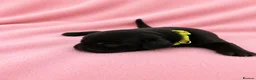 Labrador Retriever dogs for sale: Black Labrador retriever puppies  - Advert 1