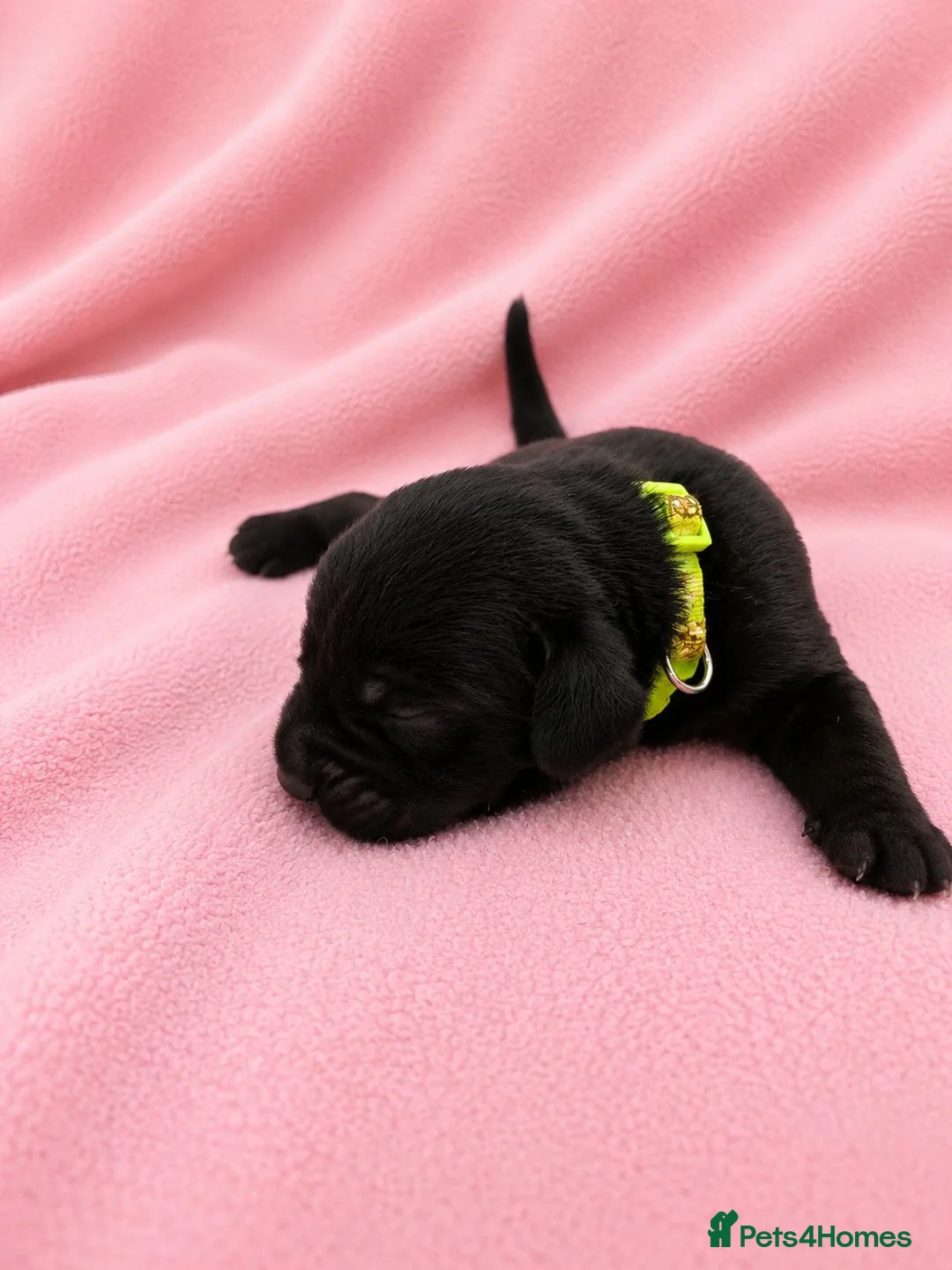 Labrador Retriever dogs for sale: Black Labrador retriever puppies  - Advert 1