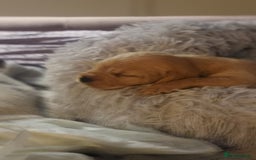 Mixed Breed dogs for sale: Frenchie x cockerpoo pups - Image 8