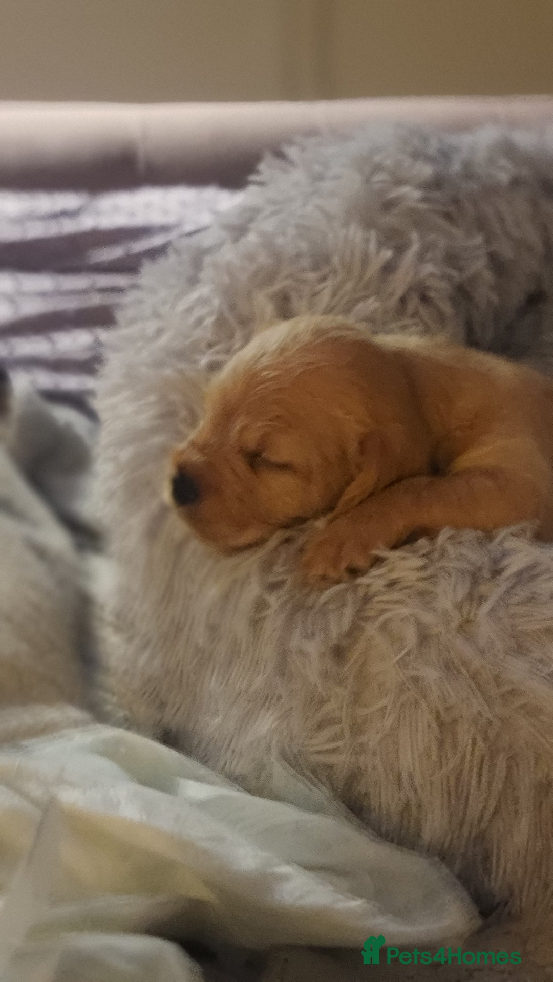 Mixed Breed dogs for sale: Frenchie x cockerpoo pups - Image 8