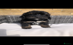 Cavapoo dogs for sale: *Reduced F1B cavapoos  - Image 3