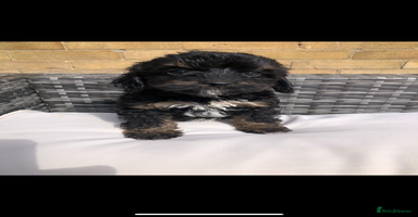 Cavapoo dogs - Advert 5