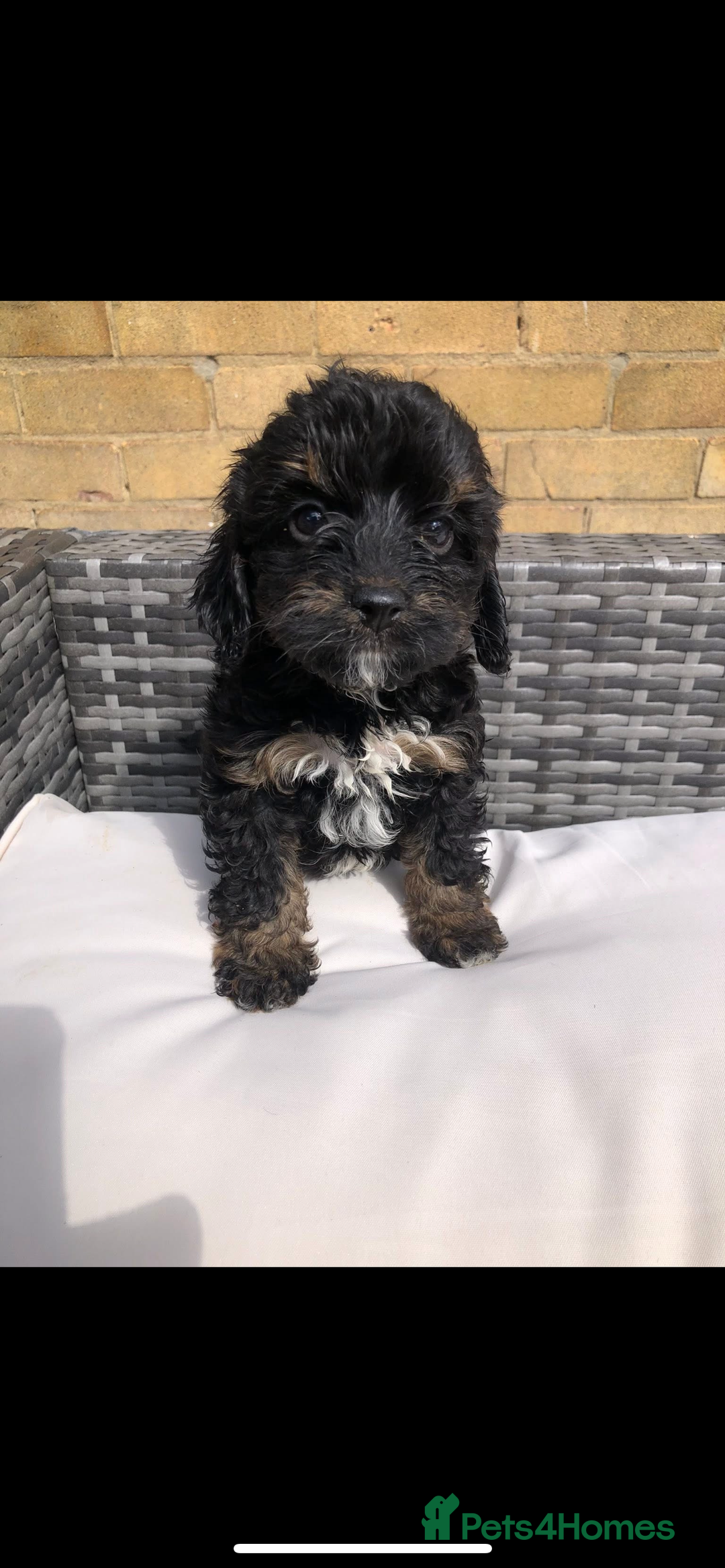 Cavapoo dogs for sale: *Reduced F1B cavapoos  - Image 3