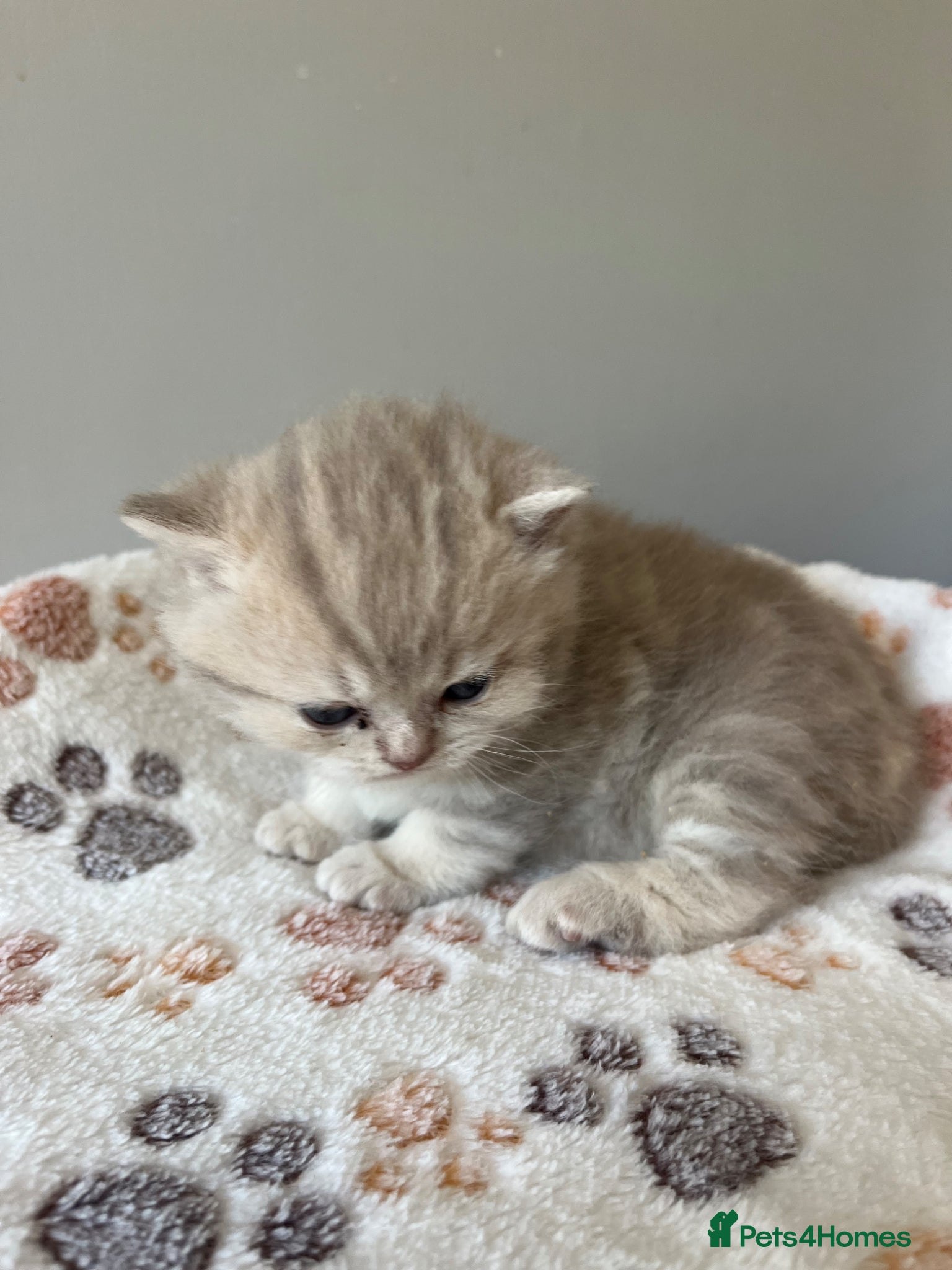 British Shorthair cats Gorgeous male British Shorthair kitten  - Advert 5