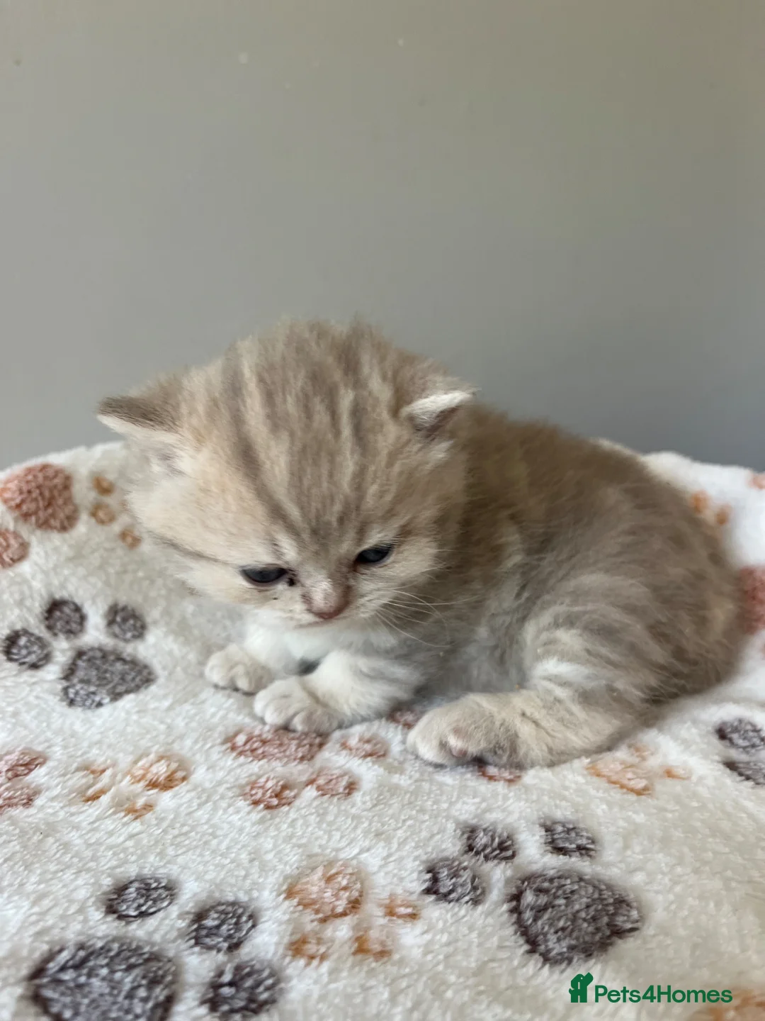 British Shorthair cats for sale: Gorgeous male British Shorthair kitten  - Advert 1