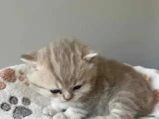 British Shorthair cats Gorgeous male British Shorthair kitten - Advert 1