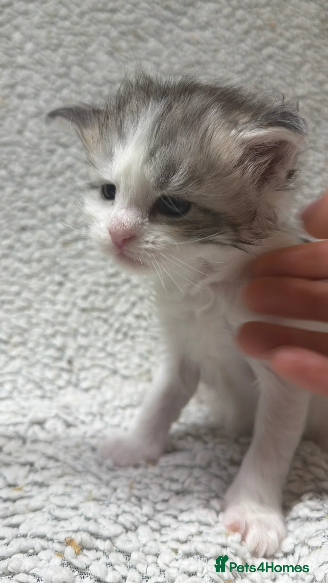 Maine Coon cats for sale: Beautiful maine coons - Advert 14