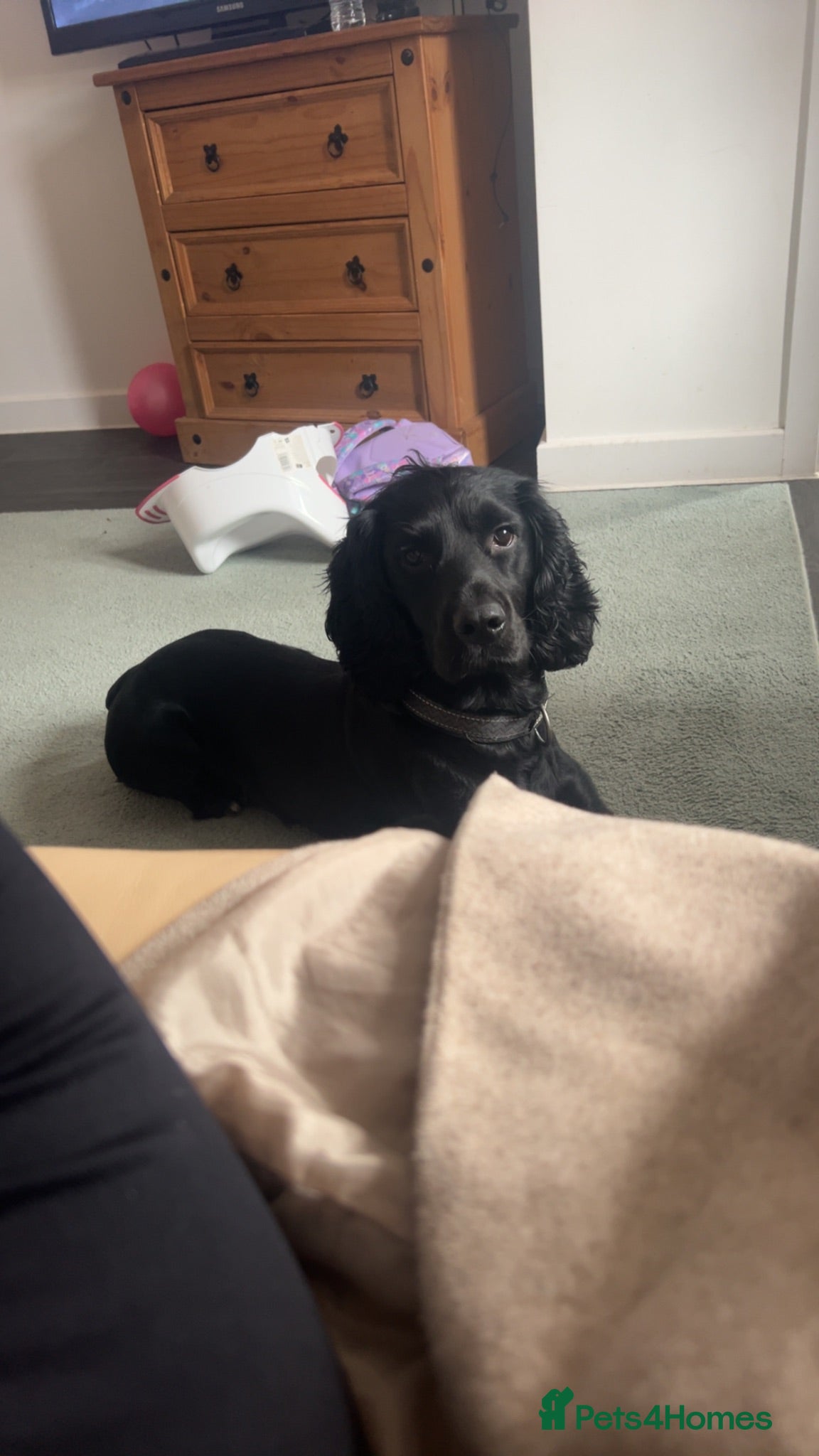 Cocker Spaniel dogs URGENT 3 YEAR OLD COCKER NEEDS GONE - Advert 2