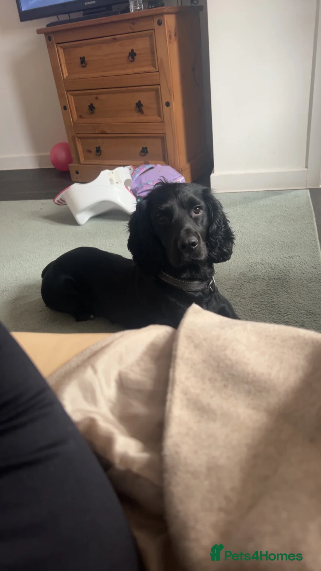 Cocker Spaniel dogs for sale: URGENT 3 YEAR OLD COCKER NEEDS GONE - Advert 1