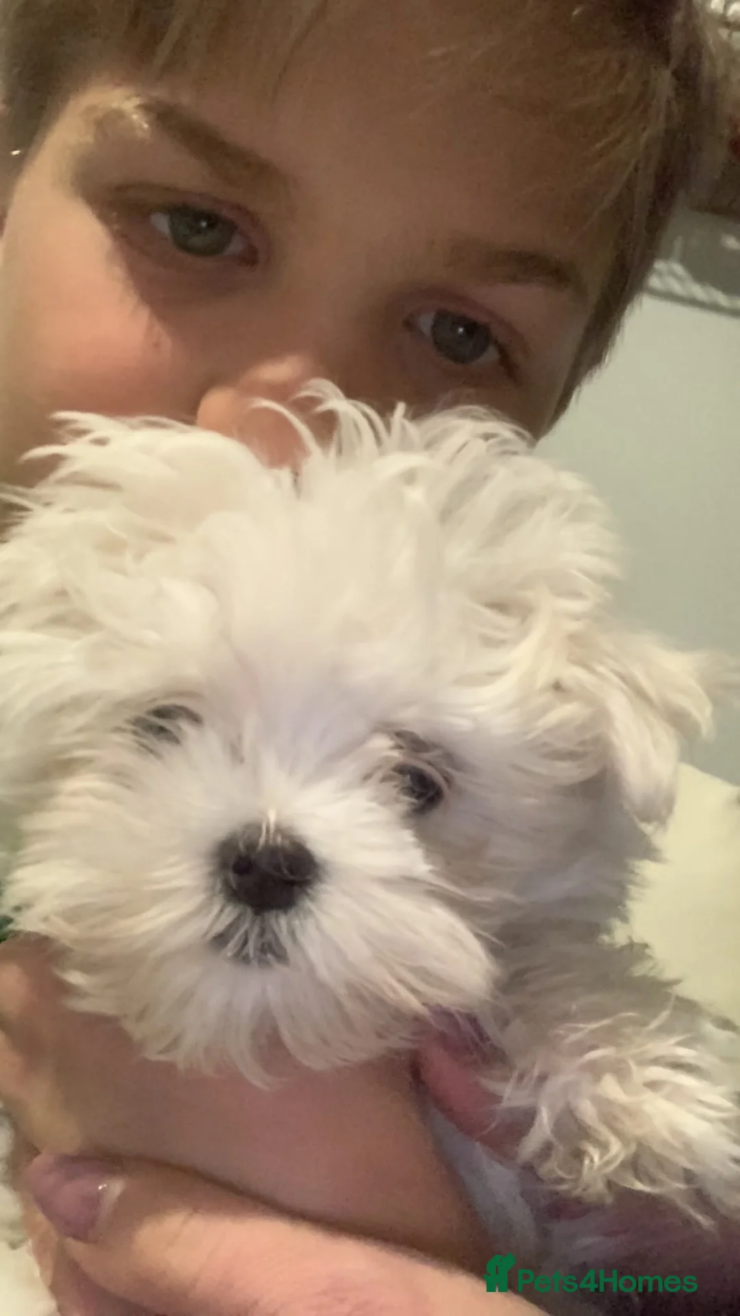 Maltese dogs for stud: 🐶 STUD SERVICE – KOREAN MALTESE BOY 🐶 - Advert 5