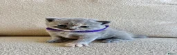 British Shorthair cats for sale: FULL PEDIGREE BSH KITTENS IN THE COTSWOLDS - Advert 11