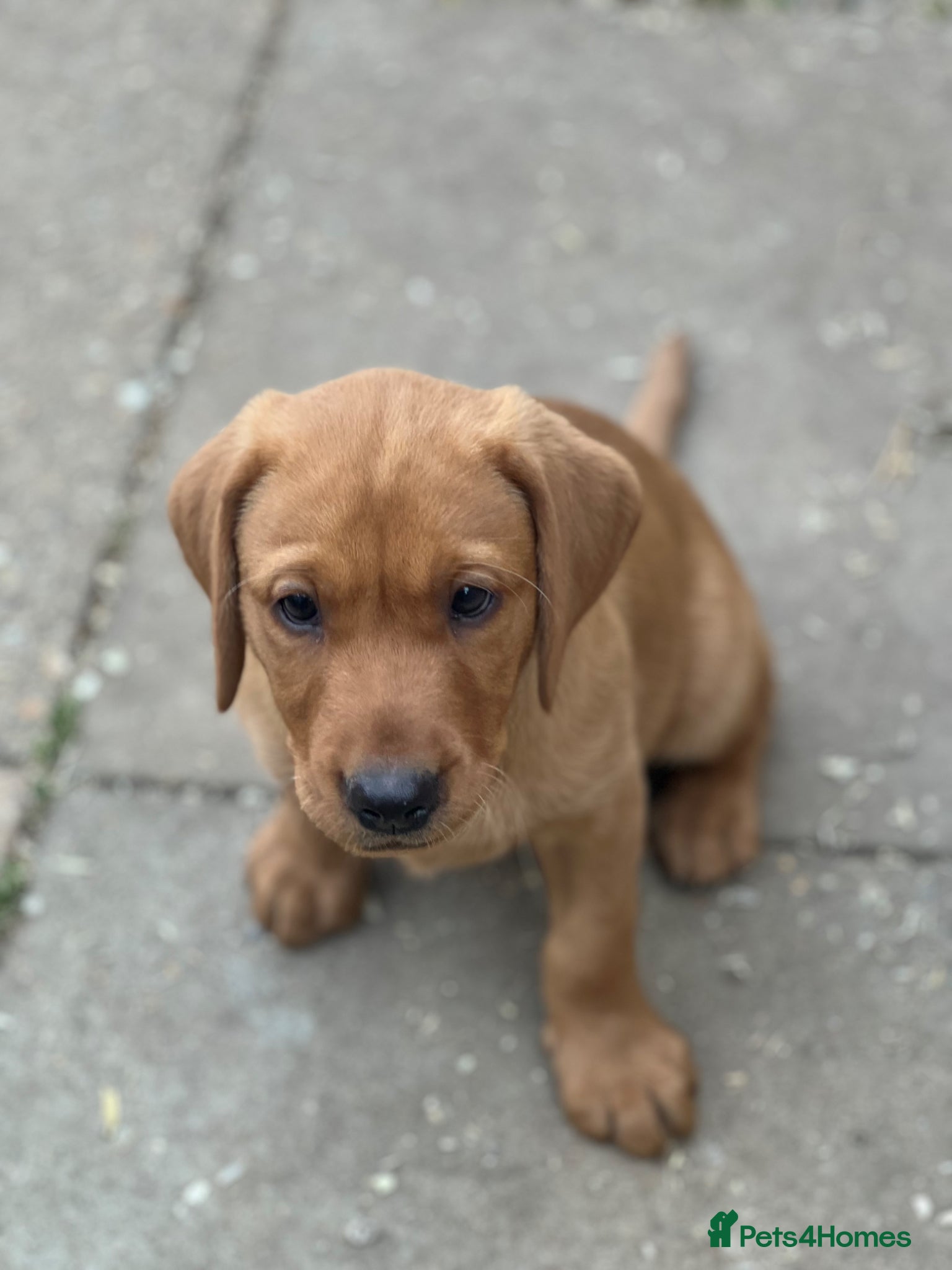Labrador Retriever dogs for sale: Stunning Fox Red Labrador pups for sale - Advert 10