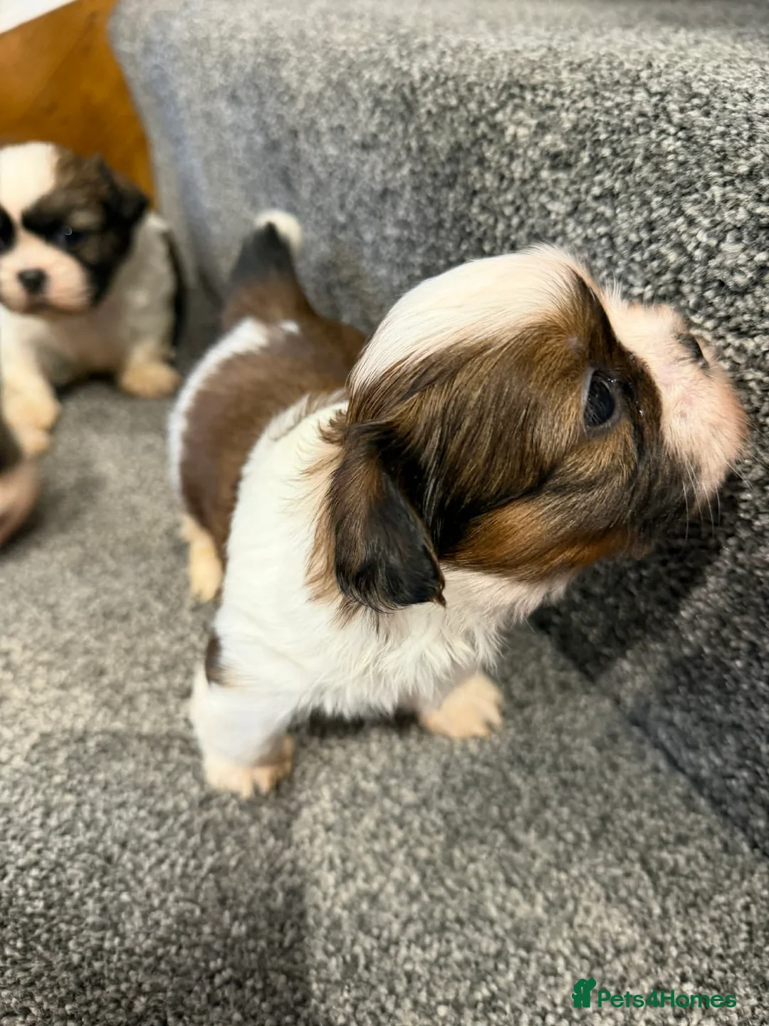 Shih Tzu dogs for sale: Early Spring Shihtzu Puppies  - Advert 9