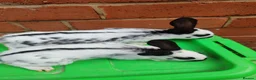 English Spot rabbits for sale: Original English spot pair - Advert 4