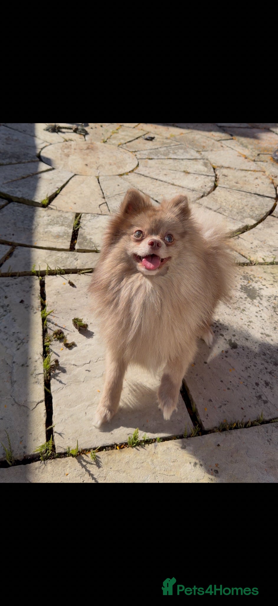 Pomeranian dogs ⭐️NOT MERLE⭐️ chocolate based sable pomeranian  - Advert 1