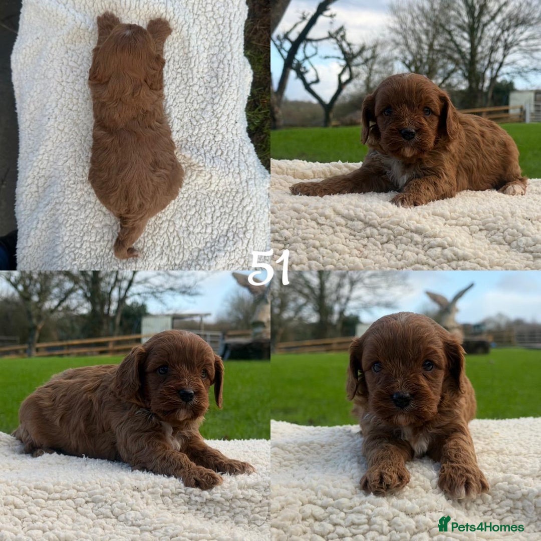 Cavapoo dogs for sale: Cavapoo Puppies - Advert 19