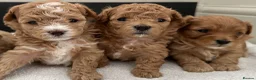 Maltipoo dogs for sale: Smallest maltipoos (read description) - Advert 14
