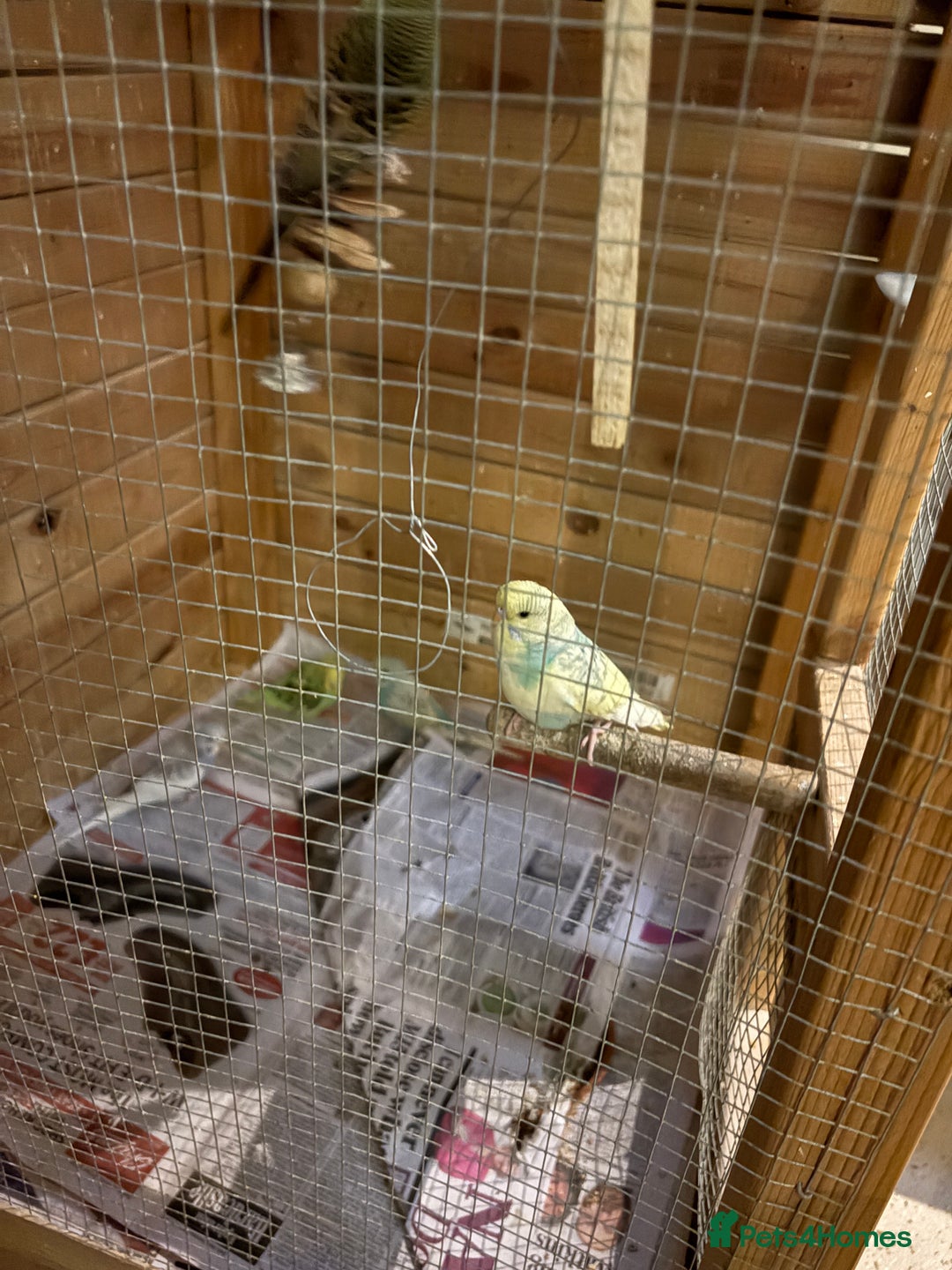 Budgerigars birds for sale: 8 budgies for sale, mix of male and female - Advert 6