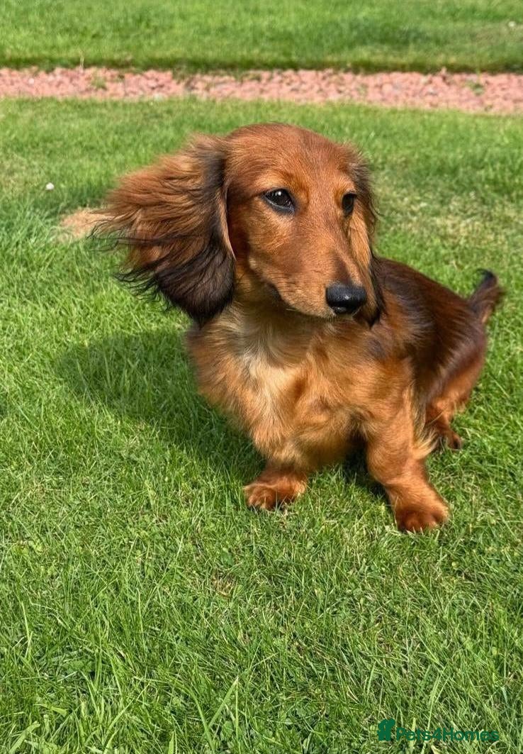 Miniature Dachshund dogs Beautiful Pedigree Long-Haired Dachshund Puppy - Advert 2