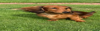 Duke