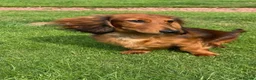 Miniature Dachshund dogs for sale: Beautiful Pedigree Long-Haired Dachshund Puppy - Advert 1