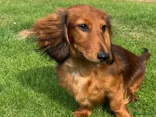Miniature Dachshund dogs Beautiful Pedigree Long-Haired Dachshund Puppy - Advert 2