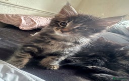 Maine Coon cats for sale: Mainecoon kittens  - Image 19