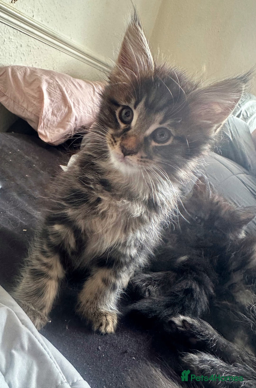 Maine Coon cats for sale: Mainecoon kittens  - Image 19