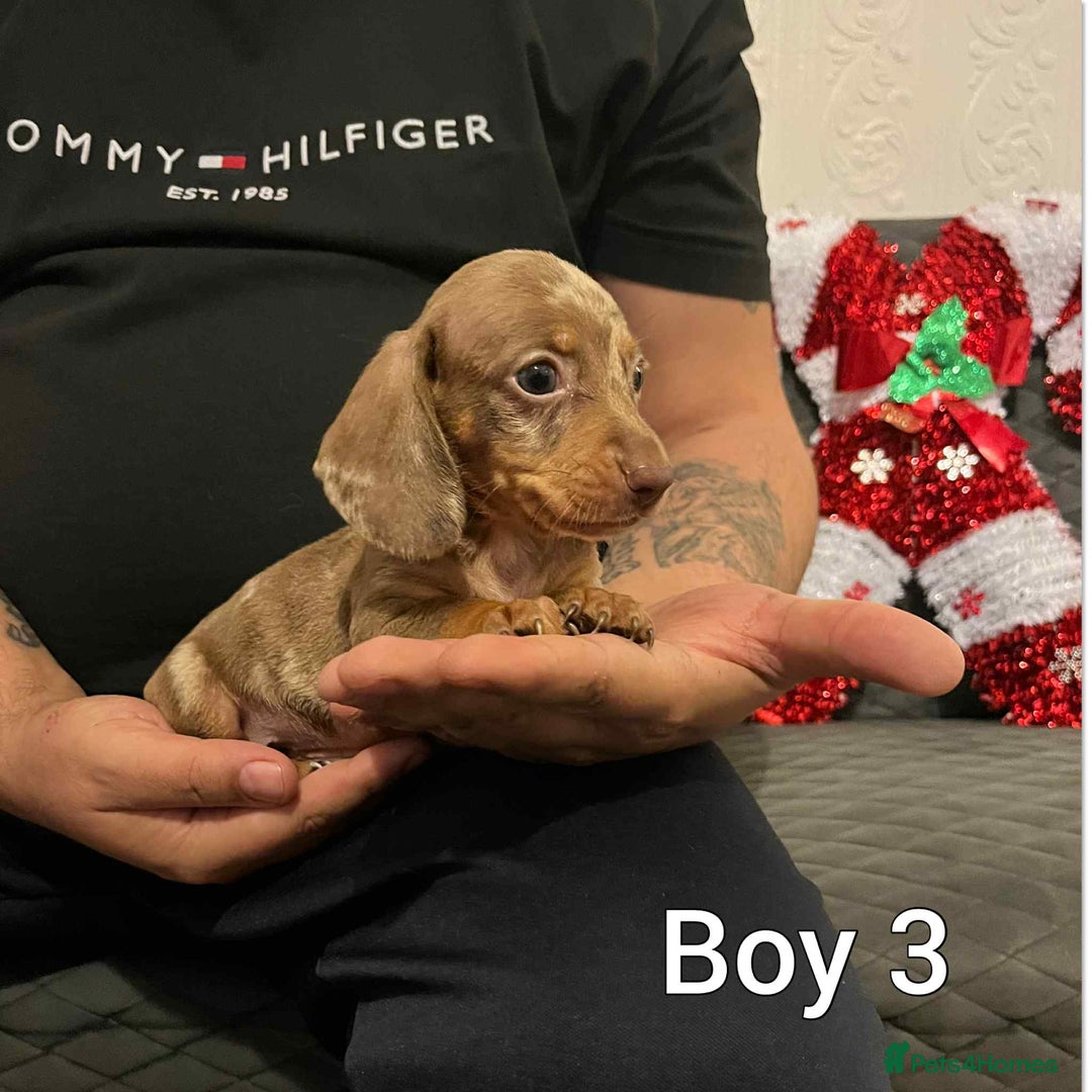 Miniature Dachshund dogs for sale: Miniature Dachshund  - Advert 1