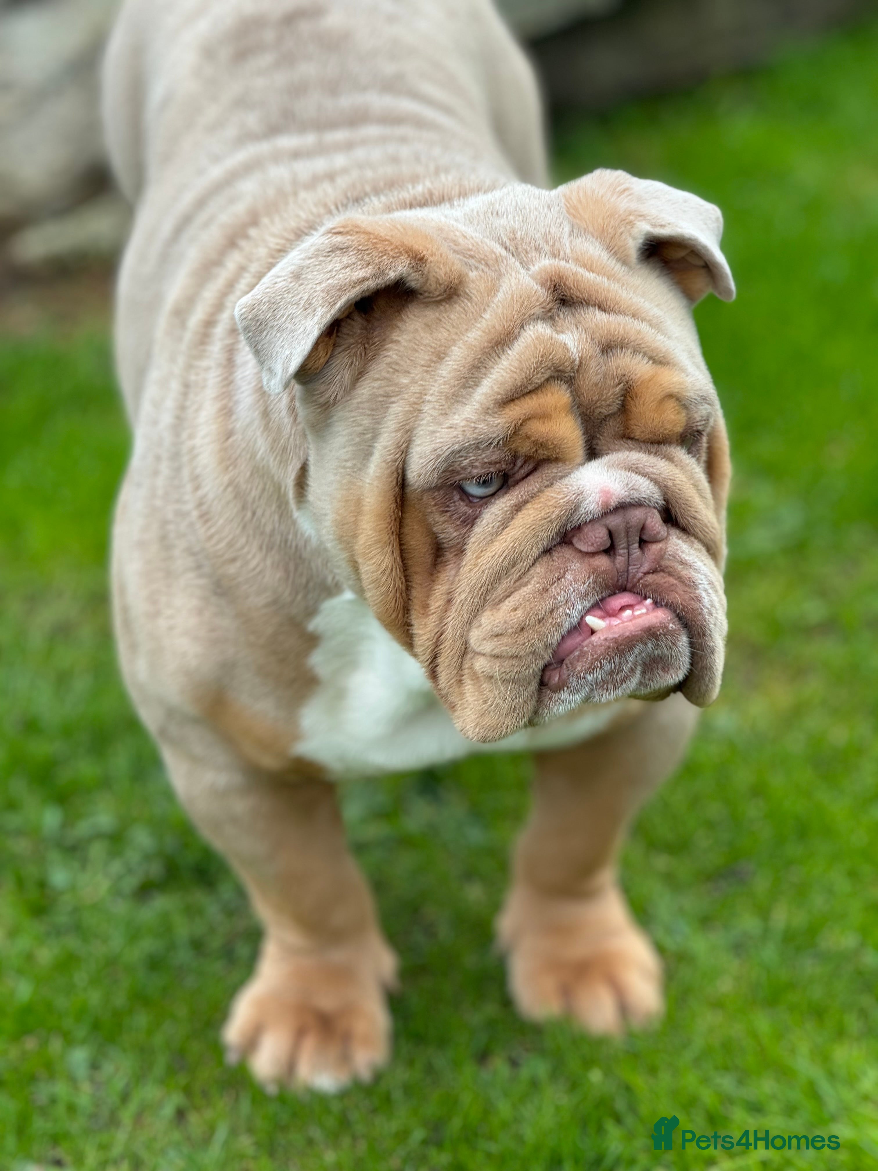 English Bulldog dogs *STUD ONLY* KING ALBERT 👑 in Mansfield - Advert 2