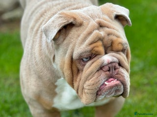 English Bulldog dogs in Mansfield - Advert 7