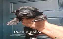 Mixed Breed dogs for sale: Newfoundland X Bernese Mountain Dog Puppies  - Image 6