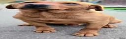 Labrador Retriever dogs for sale: 2 BEAUTIFUL CHUNKY KC REG FOX RED LABRADORS - Advert 14