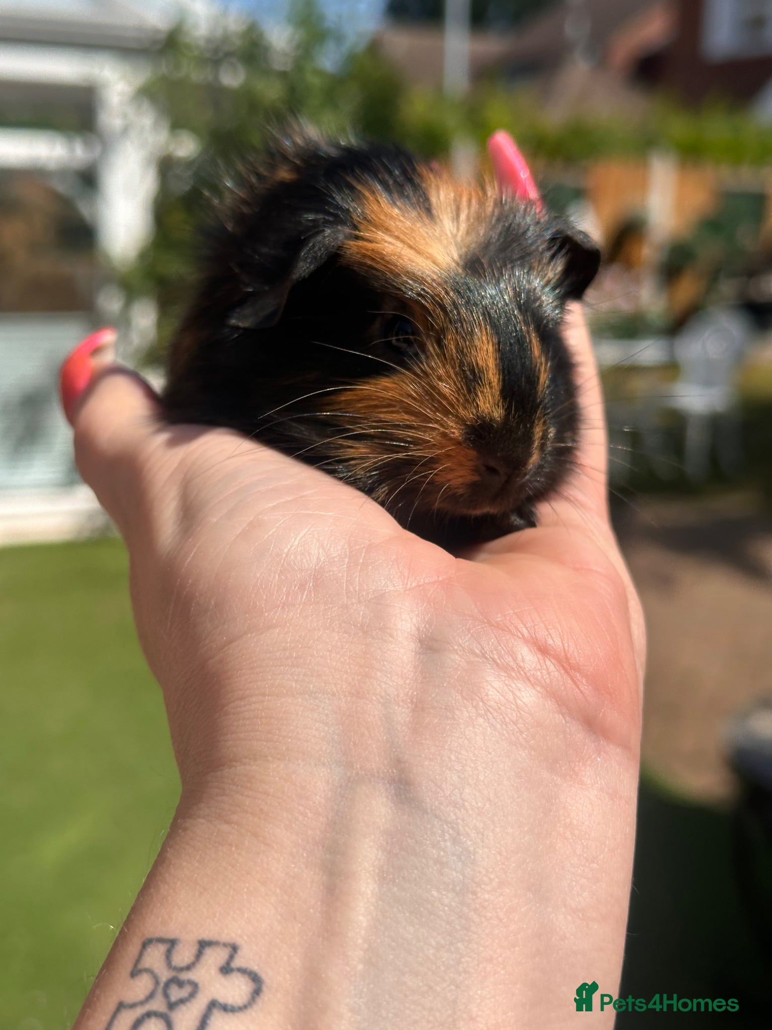 Guinea Pig rodents Gorgeous baby Guineapigs  - Advert 2
