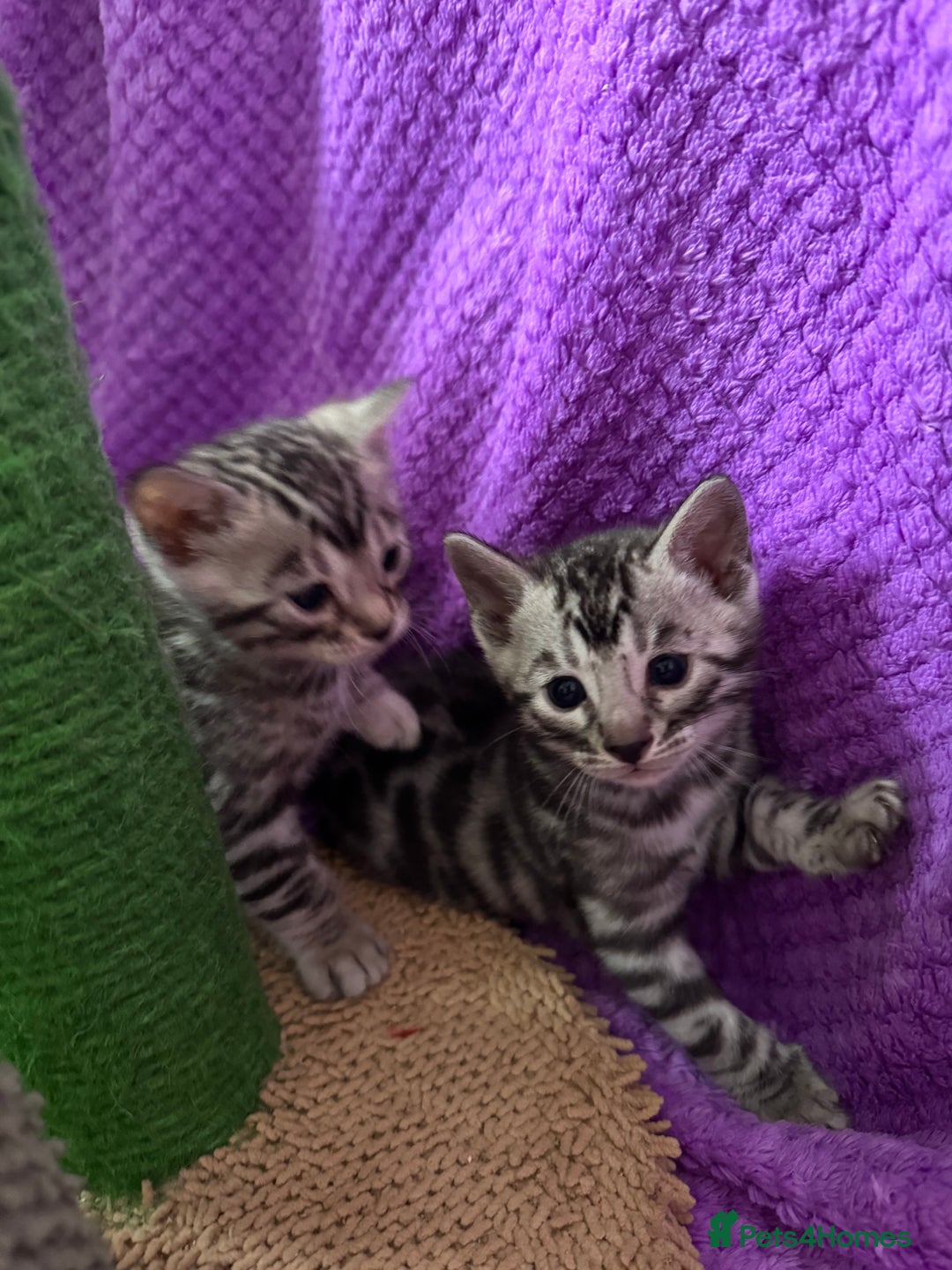 Bengal cats for sale: Stunning Silver Bengal Kittens 😻 - Image 20