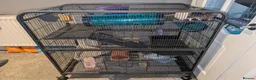 Rat rodents for sale: Social Cozy Brothers - Advert 5