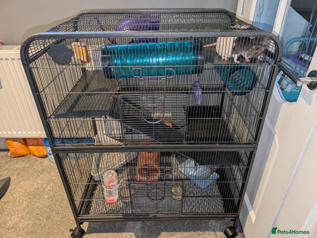 Rat rodents for sale: Social Cozy Brothers - Advert 5
